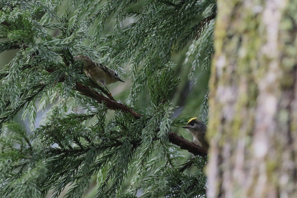 fuglekonge - ML647186824