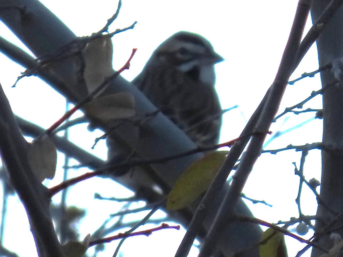 Lark Sparrow - ML647186828