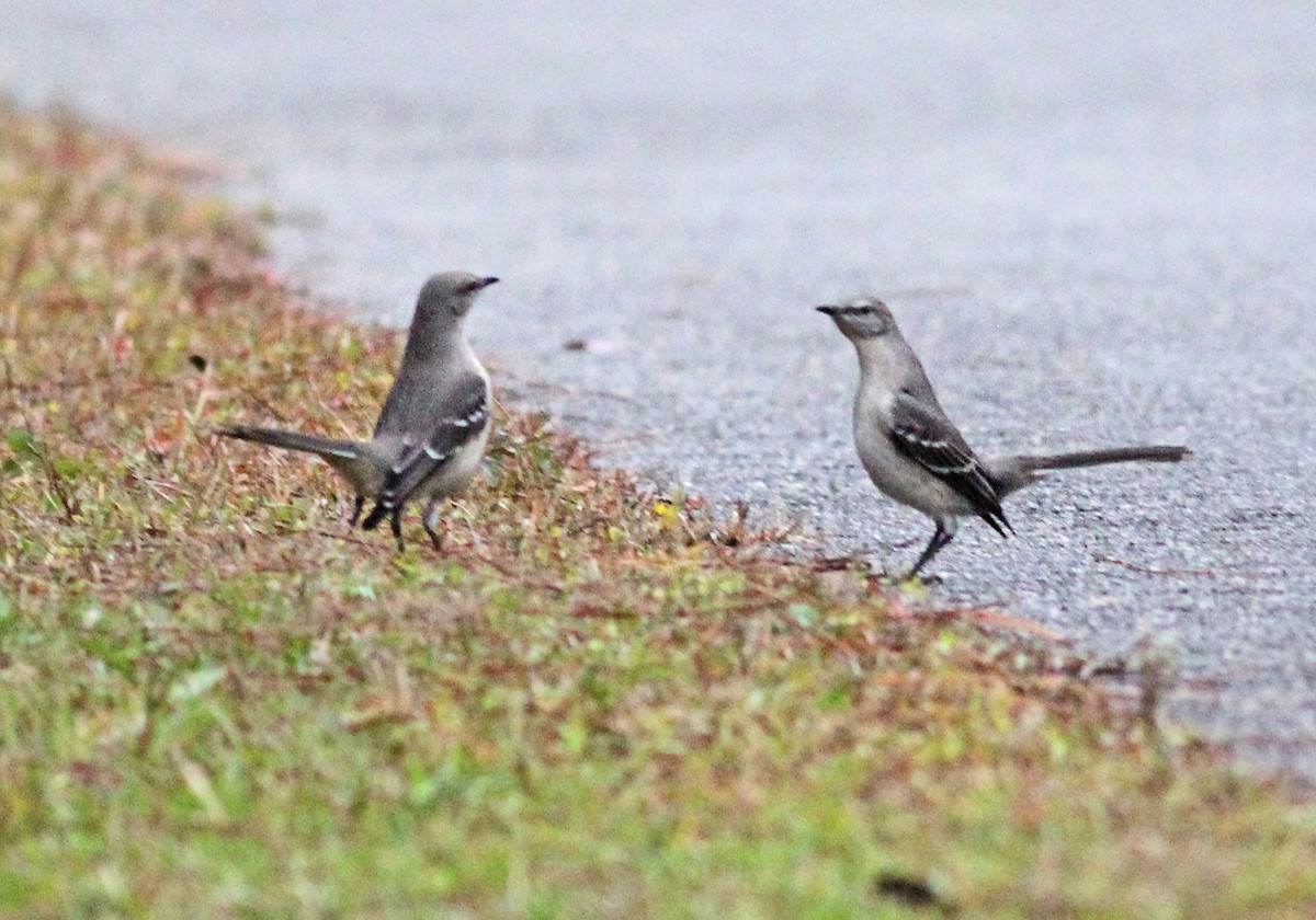 Northern Mockingbird - ML647186857