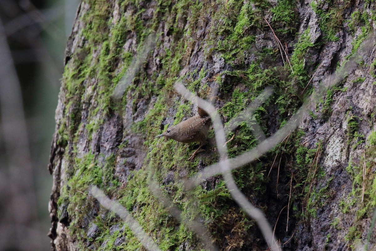 gjerdesmett - ML647186876