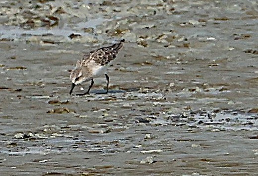 Little Stint - ML647186877