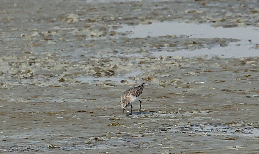 Little Stint - ML647186878