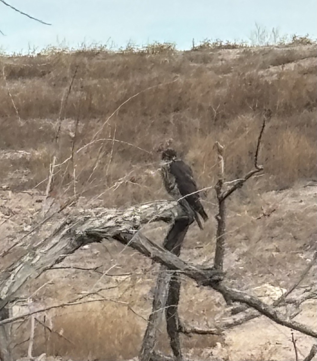 Merlin - ML647186892