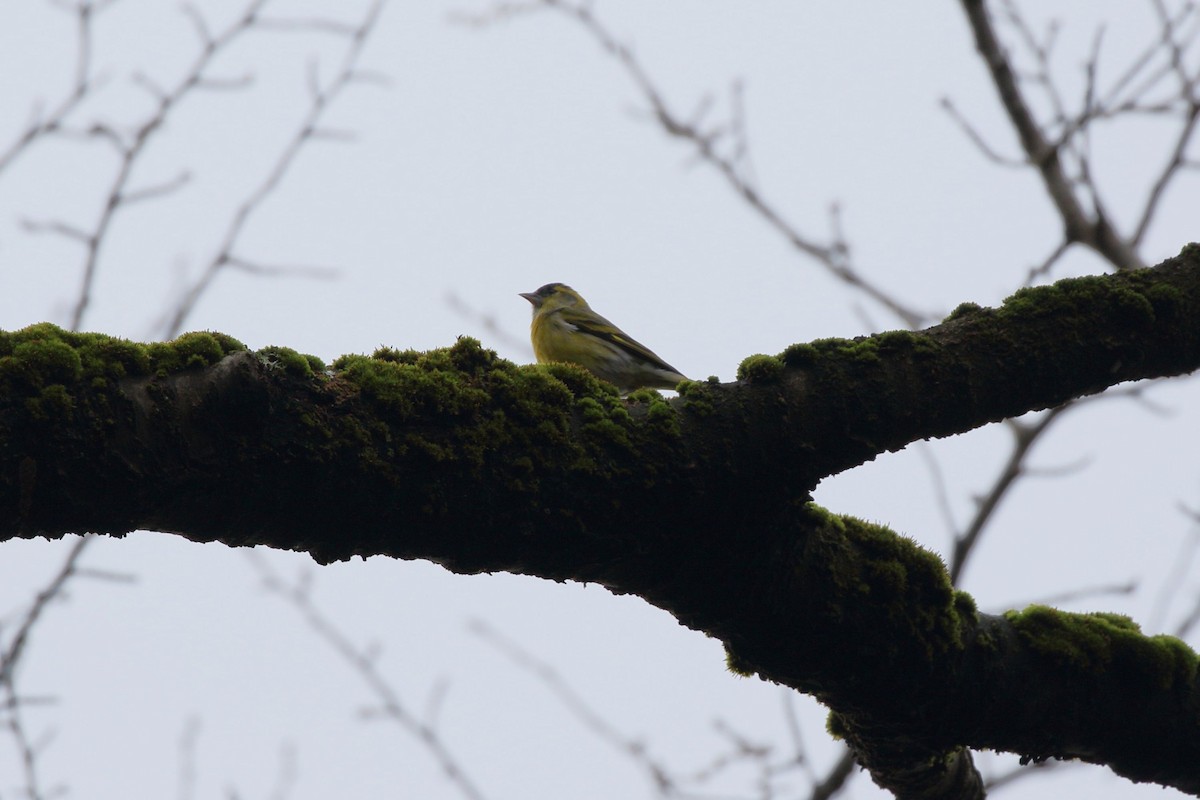 grønnsisik - ML647186909