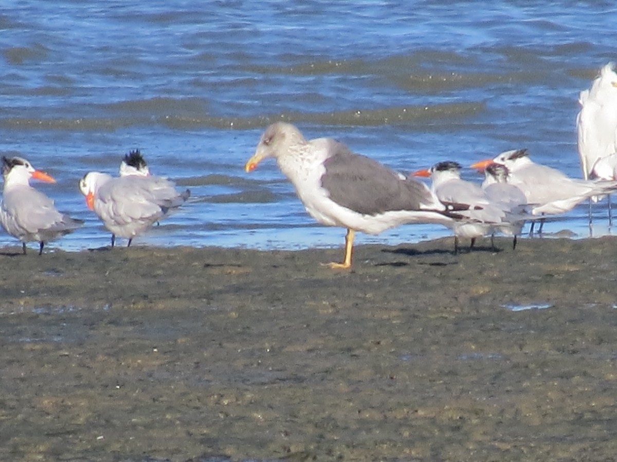 Lesser Black-backed Gull - ML647186964