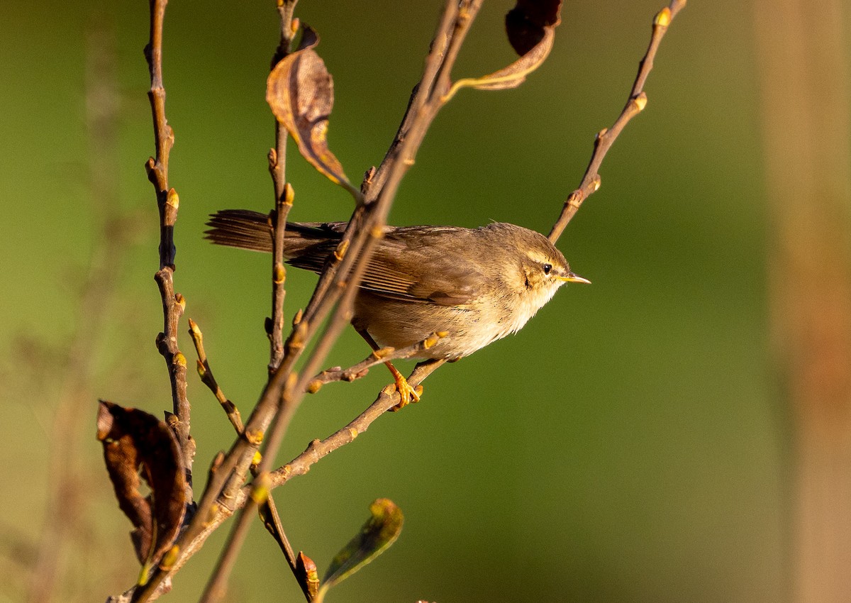 עלווית כהה - ML647186990
