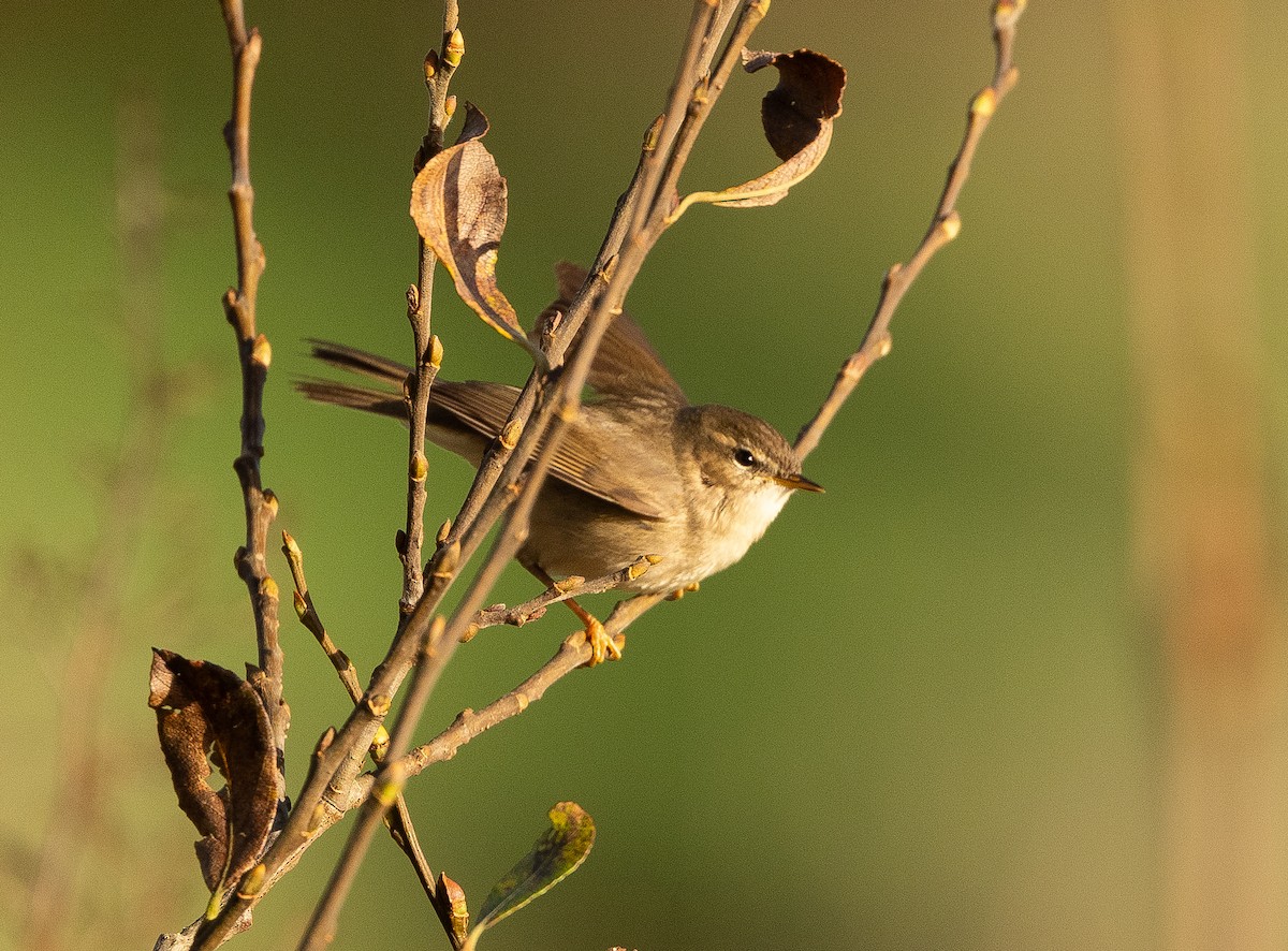 עלווית כהה - ML647186991