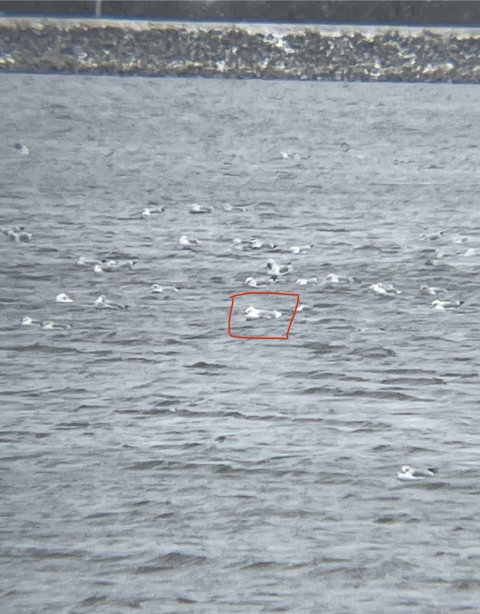 Gavión Hiperbóreo - ML647186996