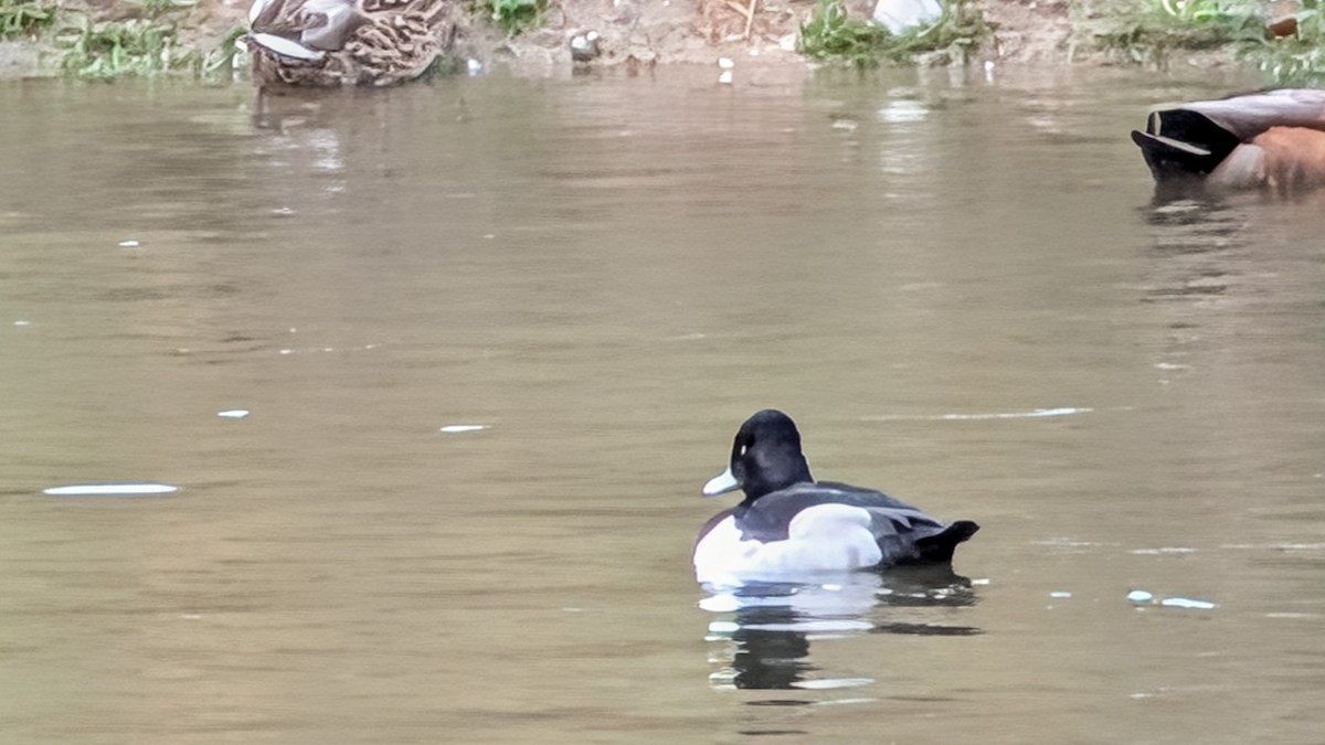 Чернь канадська - ML647187005