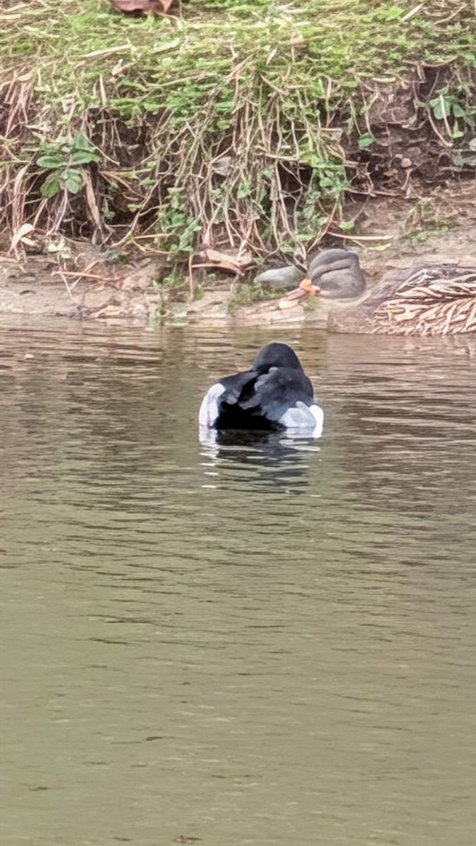 Чернь канадська - ML647187006