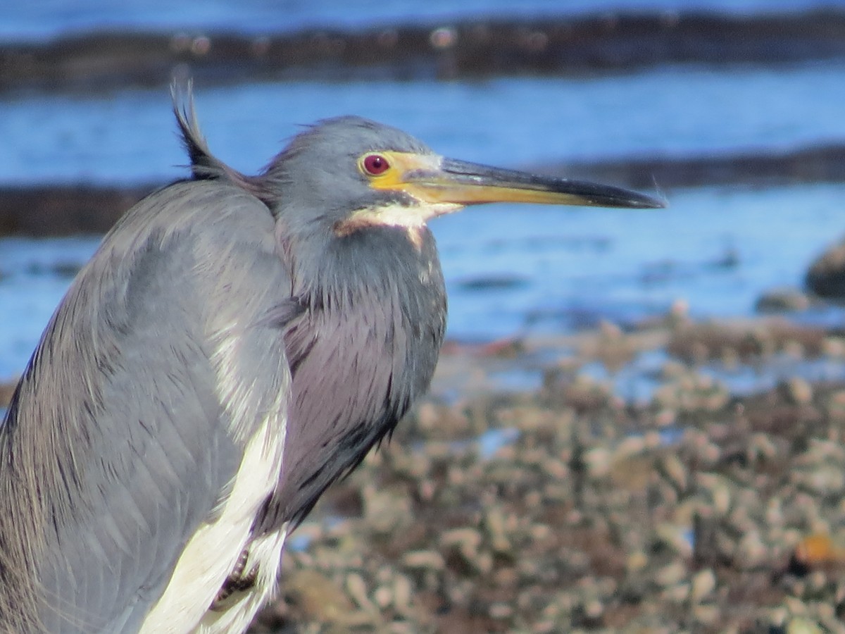 Чепура трибарвна - ML647187009