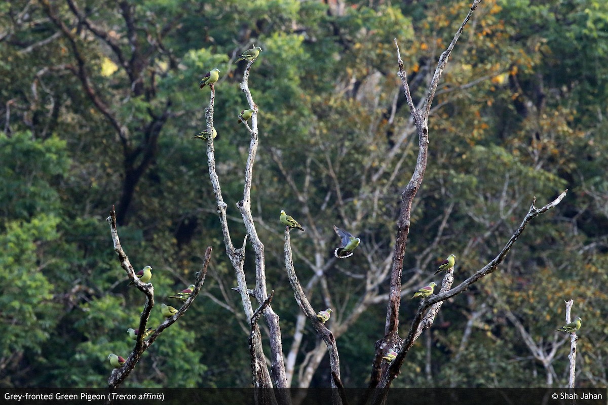 Gray-fronted Green-Pigeon - ML64718701
