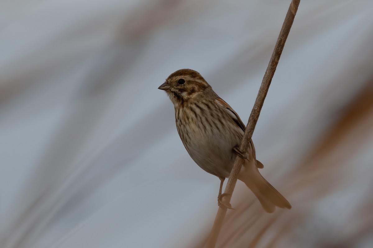 Вівсянка очеретяна - ML647187010