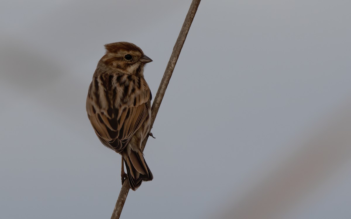 Вівсянка очеретяна - ML647187011