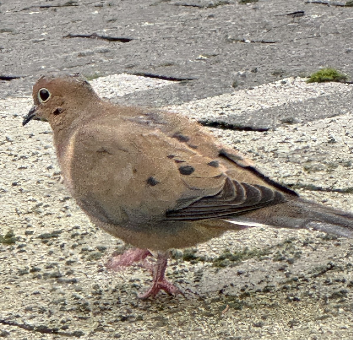 Зенаїда північна - ML647187012