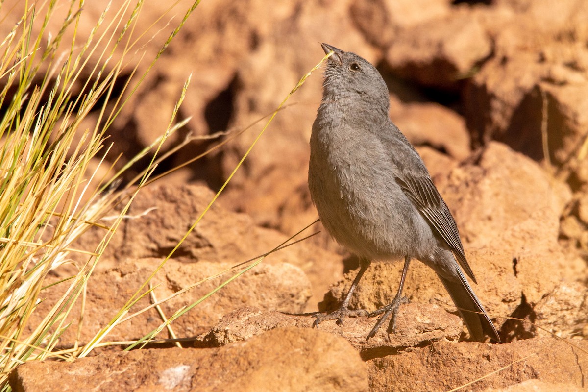 Вівсянчик сірий - ML647187013