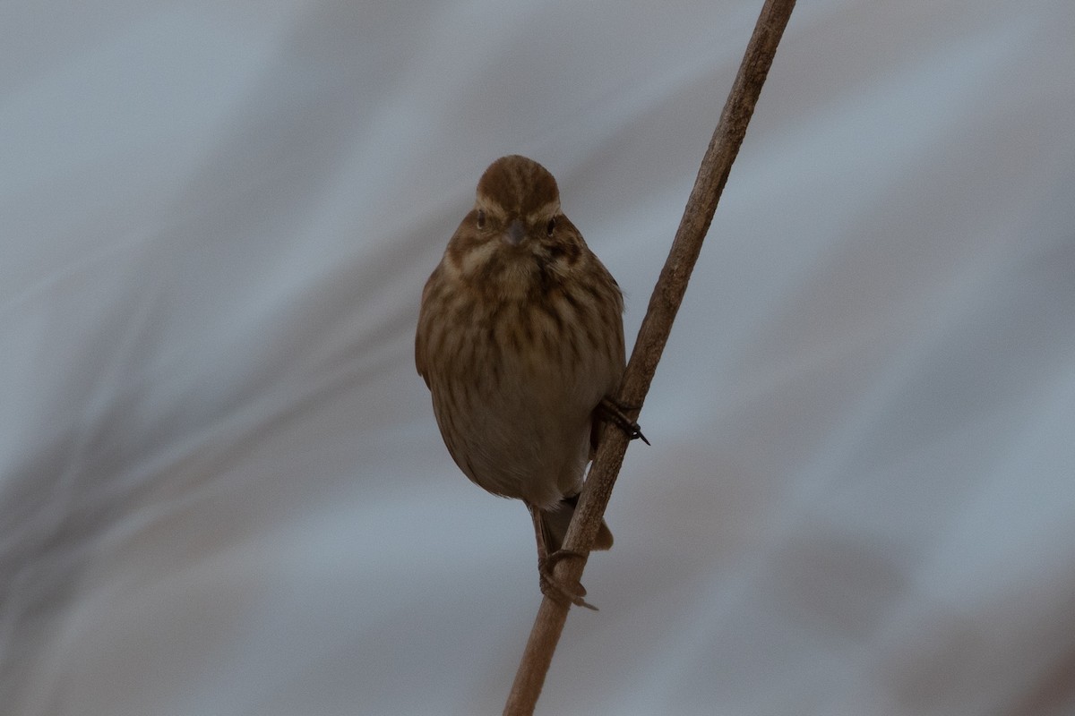 Вівсянка очеретяна - ML647187014