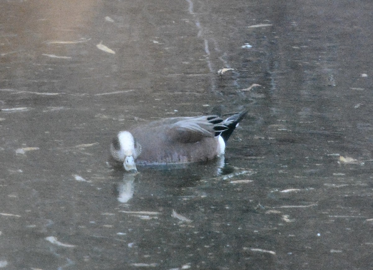 Свищ американський - ML647187016