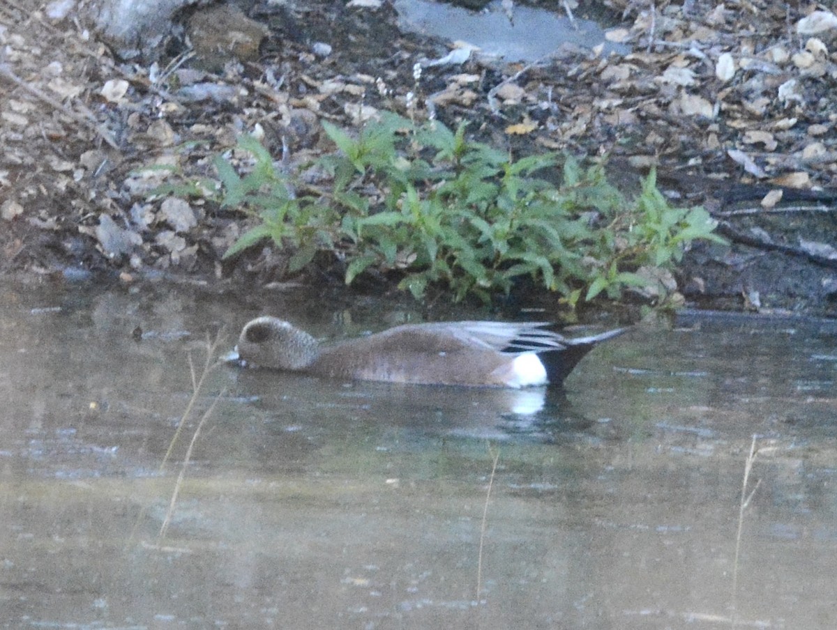 Свищ американський - ML647187017
