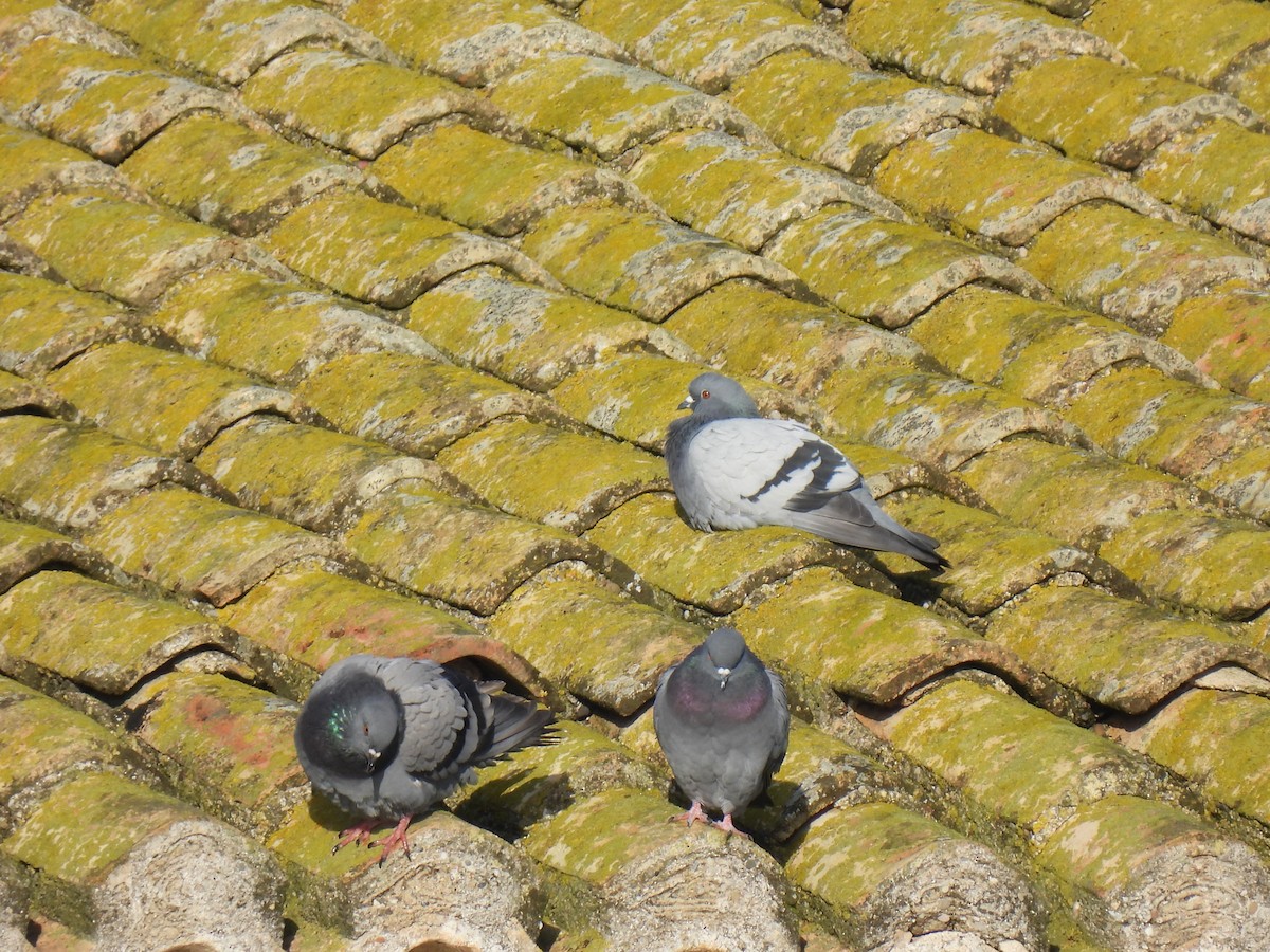 Голуб сизий (міський) - ML647187018