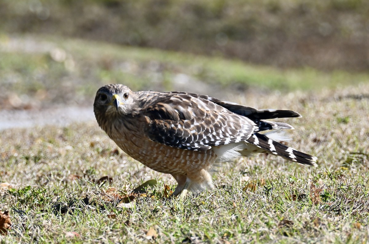 Канюк рудоплечий - ML647187019