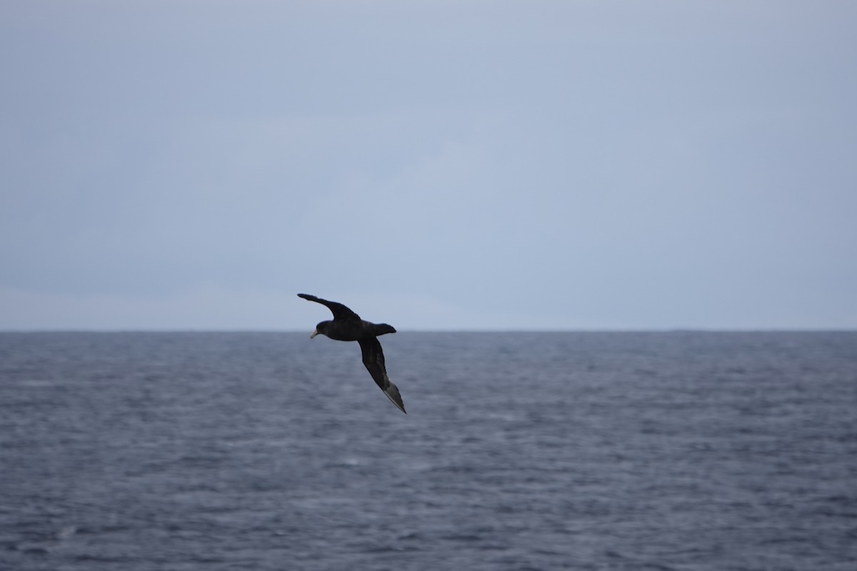 Буревісник гігантський - ML647187030