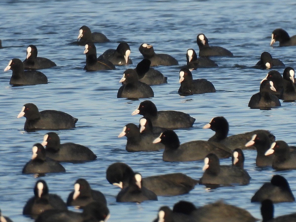 Лиска звичайна - ML647187031