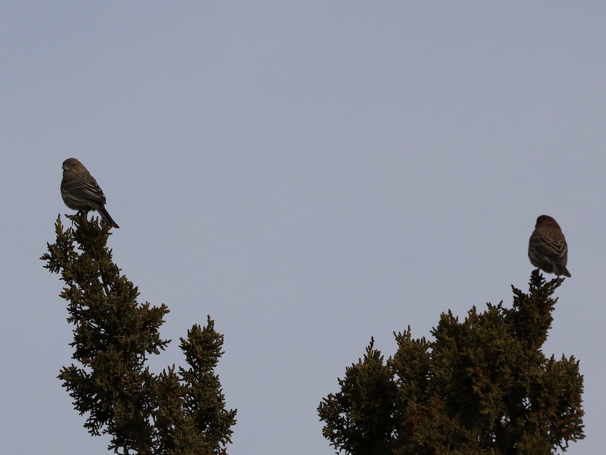 Чечевиця садова - ML647187032