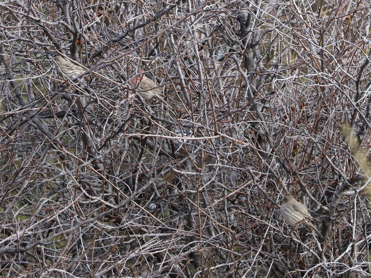 Чечевиця садова - ML647187034