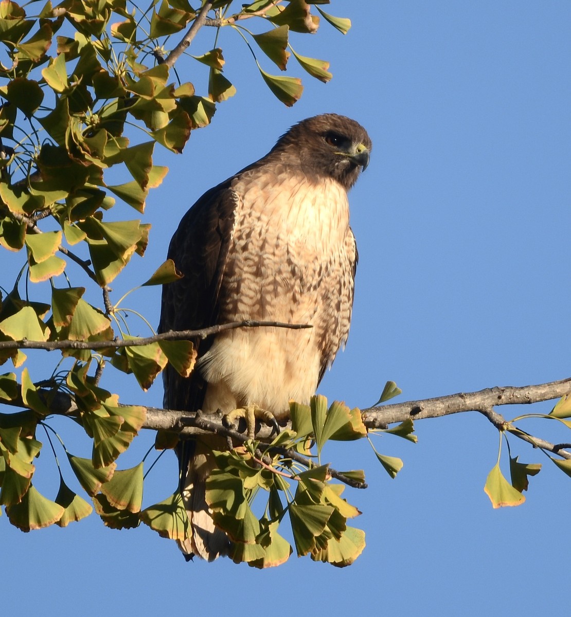 Канюк неоарктичний - ML647187035