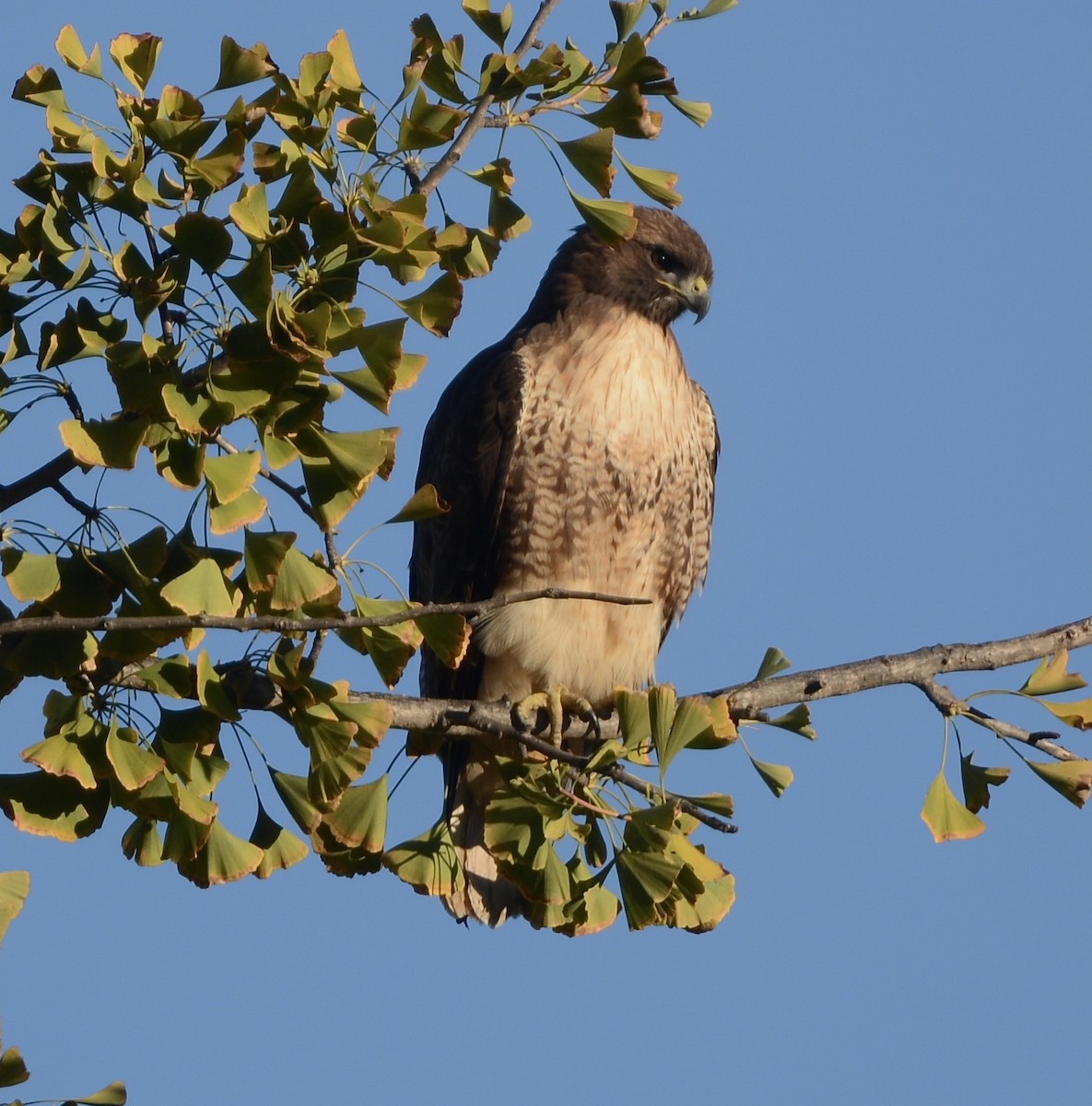 Канюк неоарктичний - ML647187036