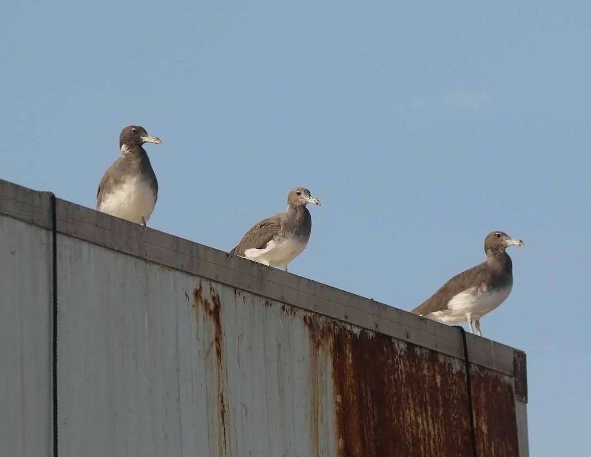 Мартин аденський - ML647187039