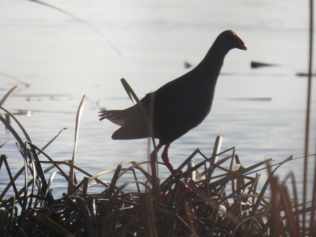 Султанка пурпурова - ML647187040