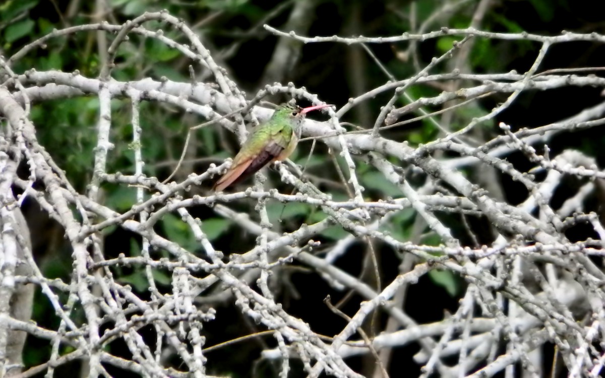 Амазилія юкатанська - ML647187041