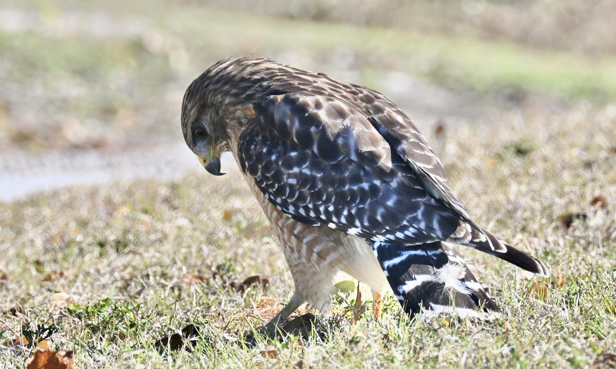 Канюк рудоплечий - ML647187042