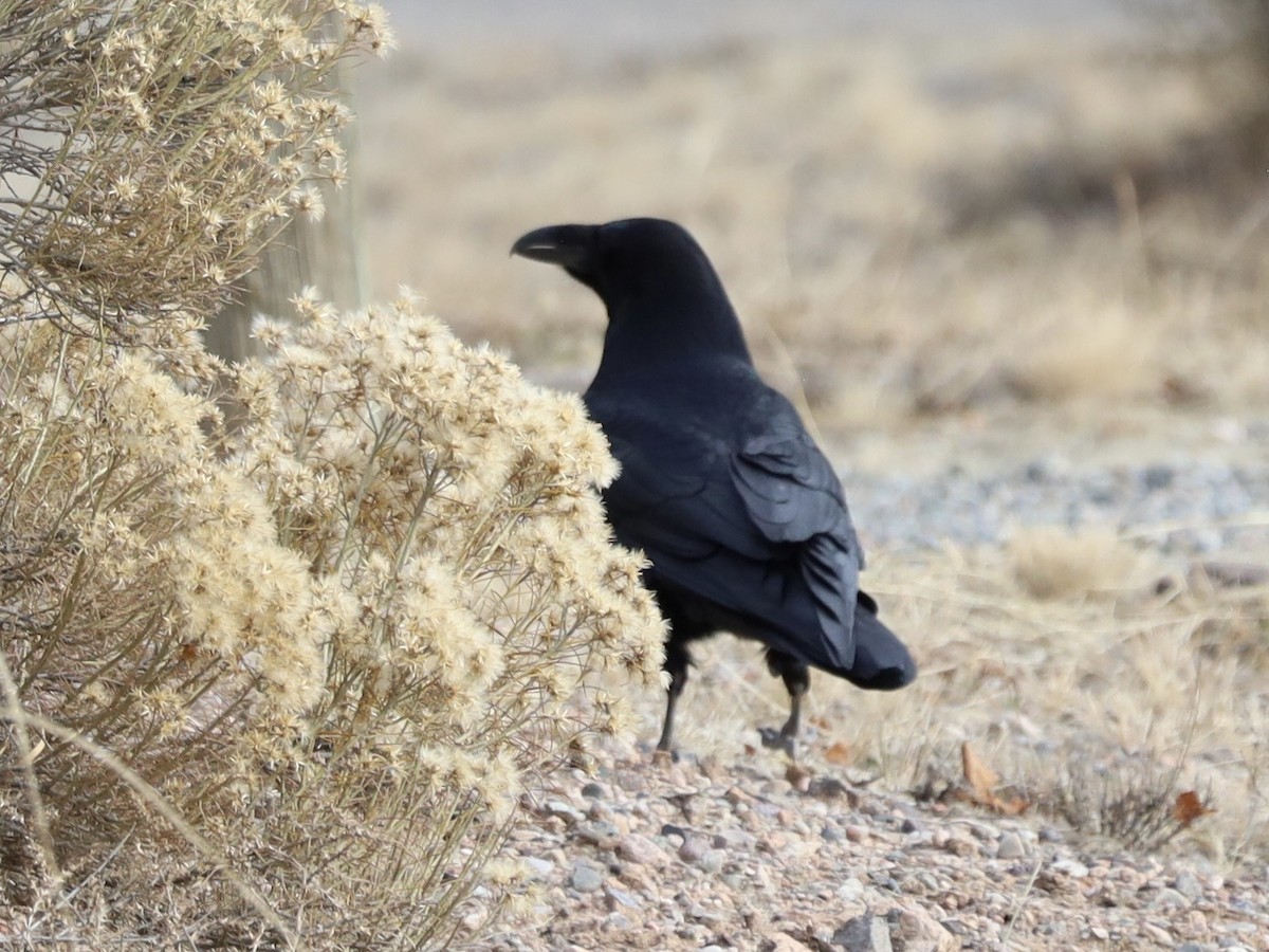 Крук звичайний - ML647187044