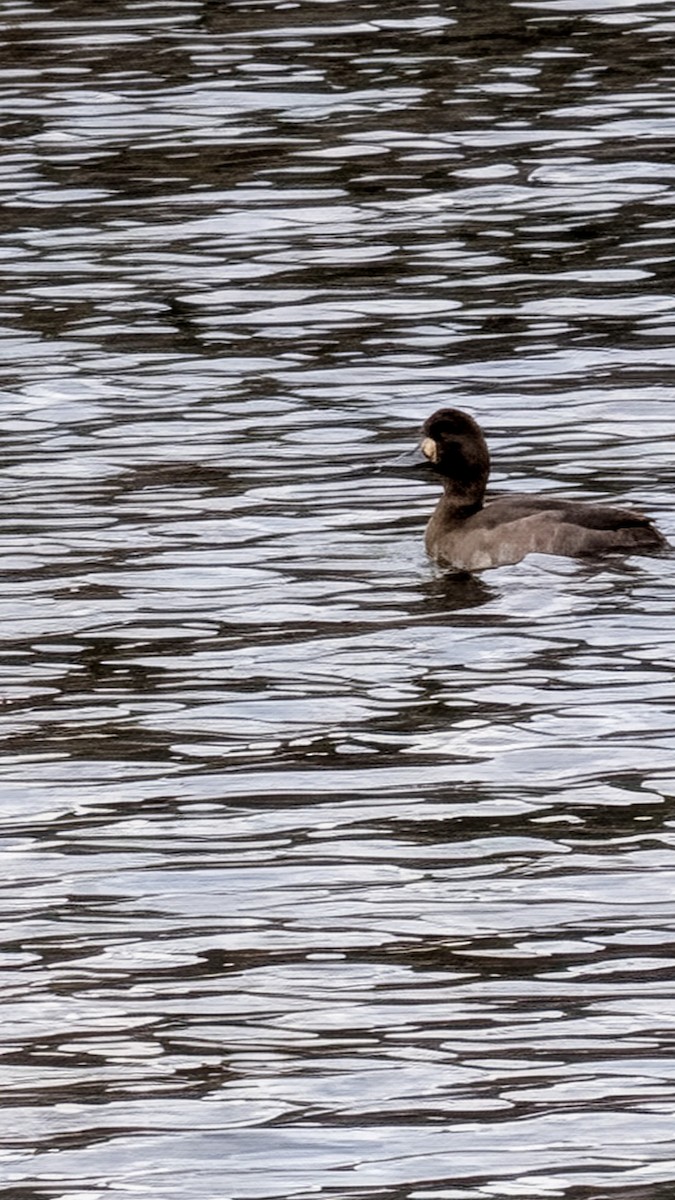 Чернь американська - ML647187045