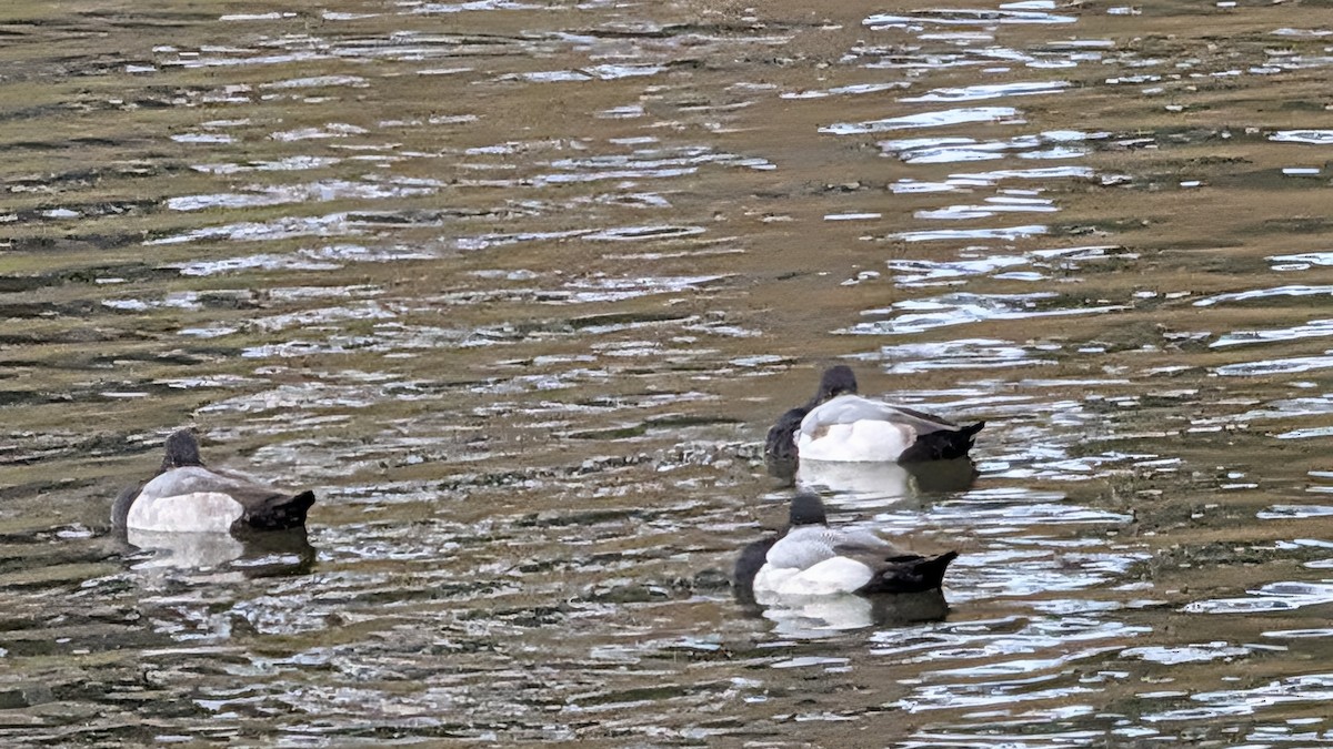 Чернь американська - ML647187046