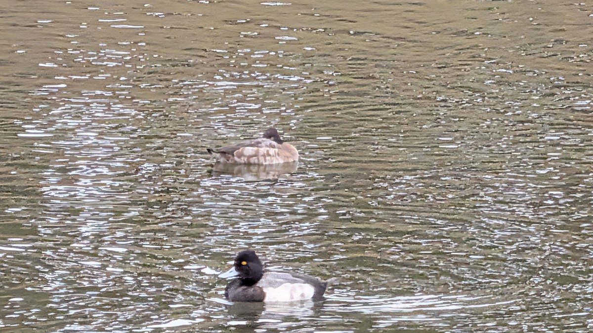 Чернь американська - ML647187047