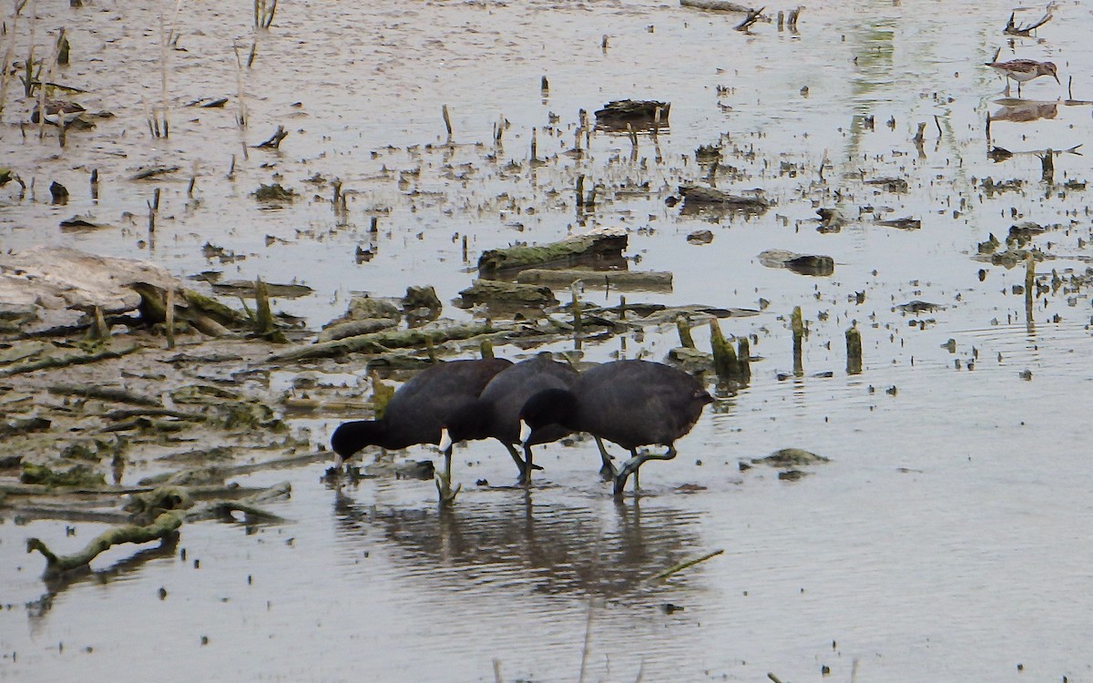 Лиска американська - ML647187050