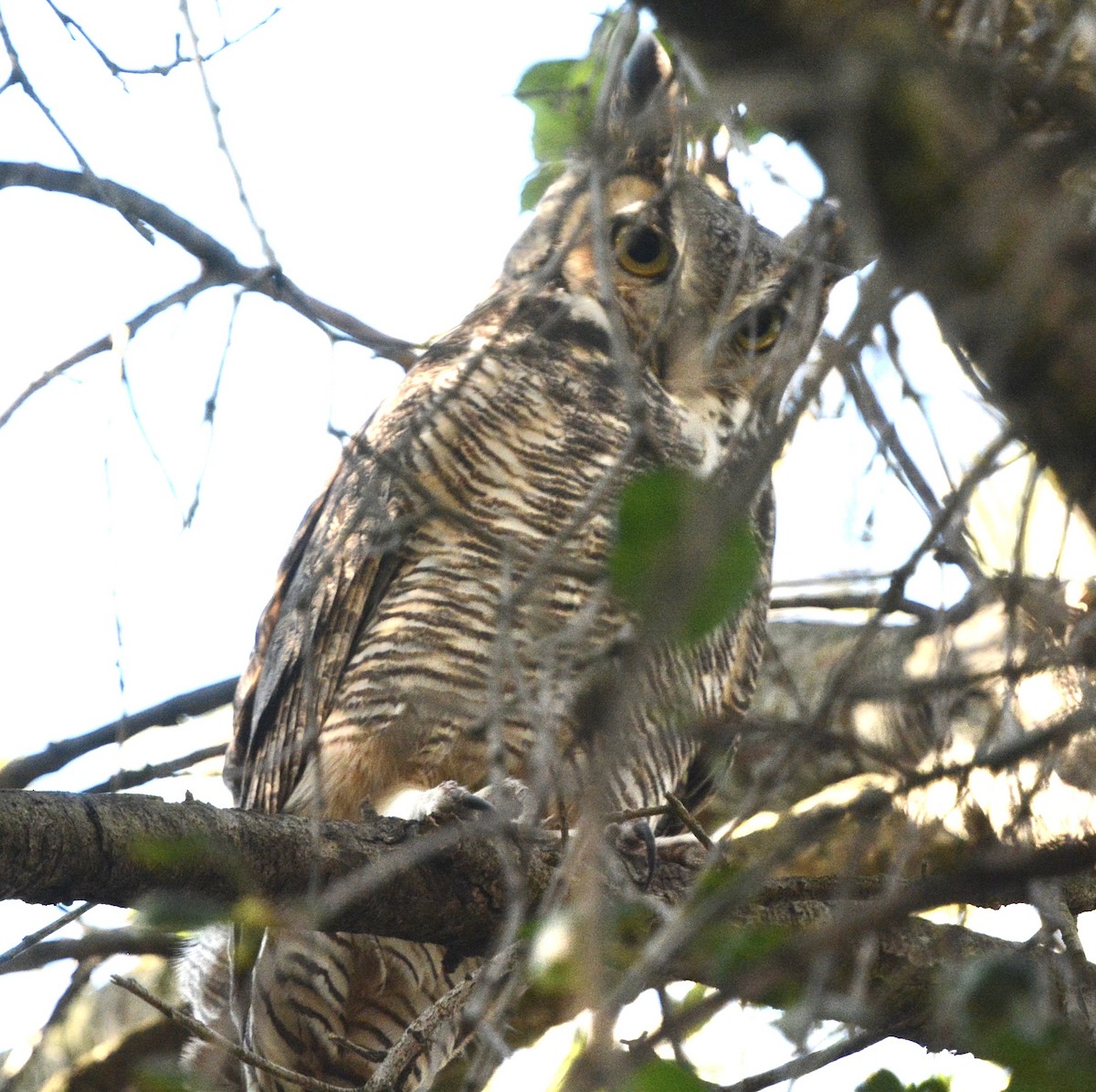 Great Horned Owl - ML647187051