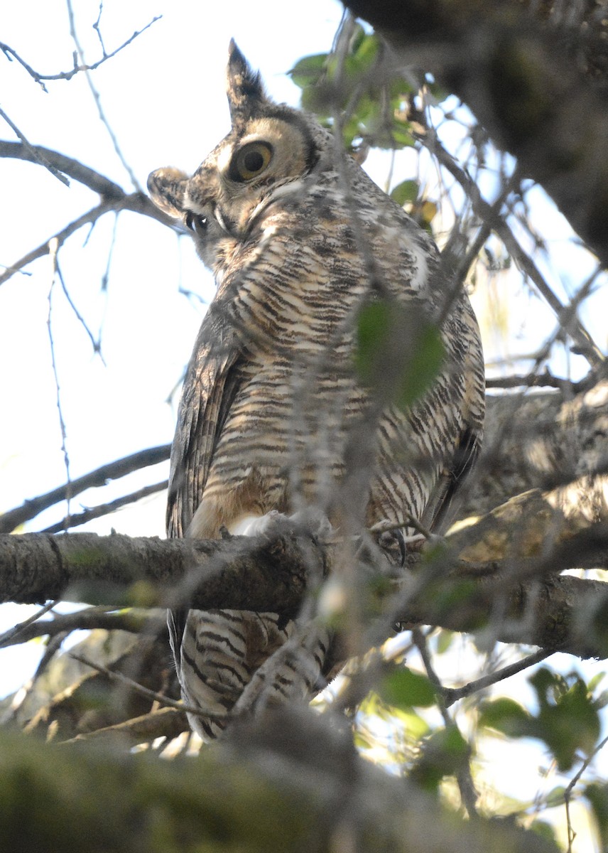 Great Horned Owl - ML647187052