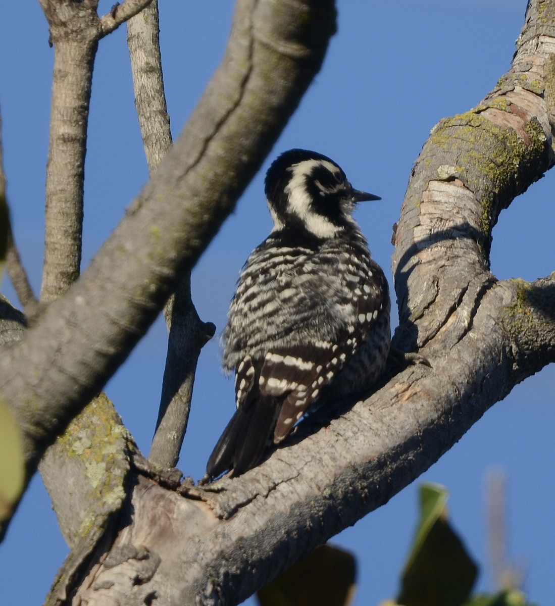 Nuttallspecht - ML647187057