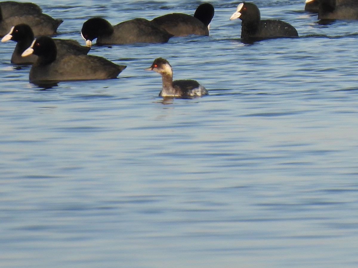 Eared Grebe - ML647187060
