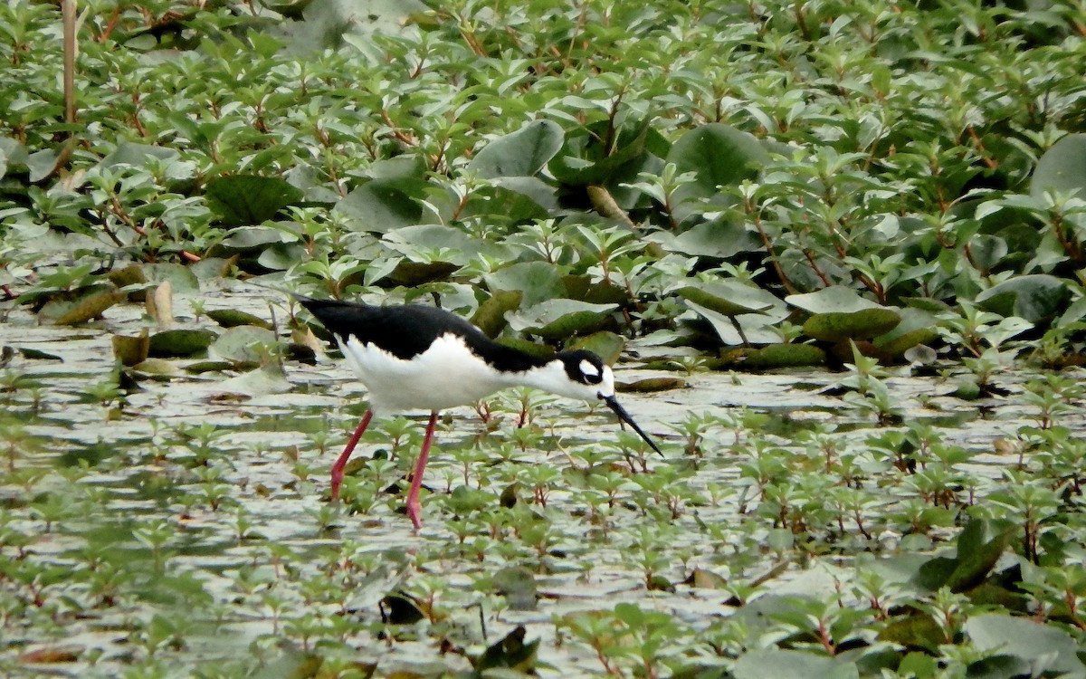 Американский ходулочник - ML647187065