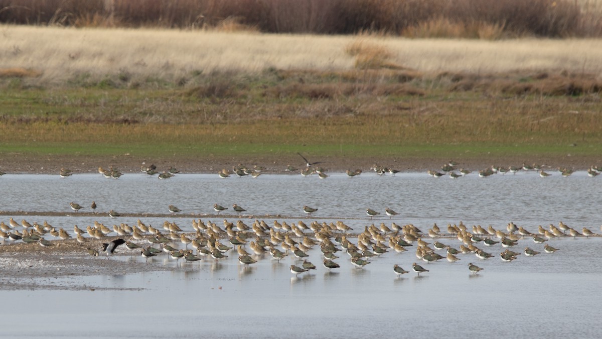 Сивка звичайна - ML647187070