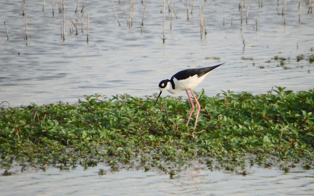 Американский ходулочник - ML647187071