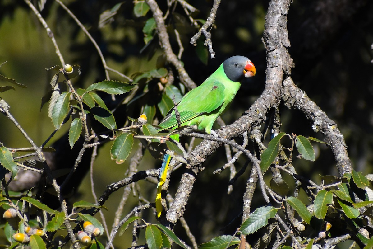 himalayaparakitt - ML647187072