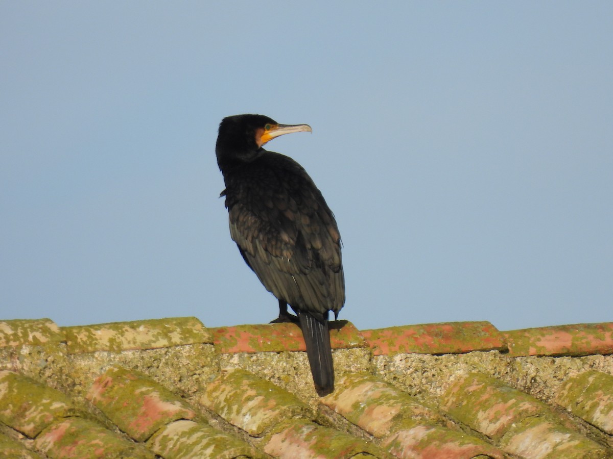 Great Cormorant - ML647187074
