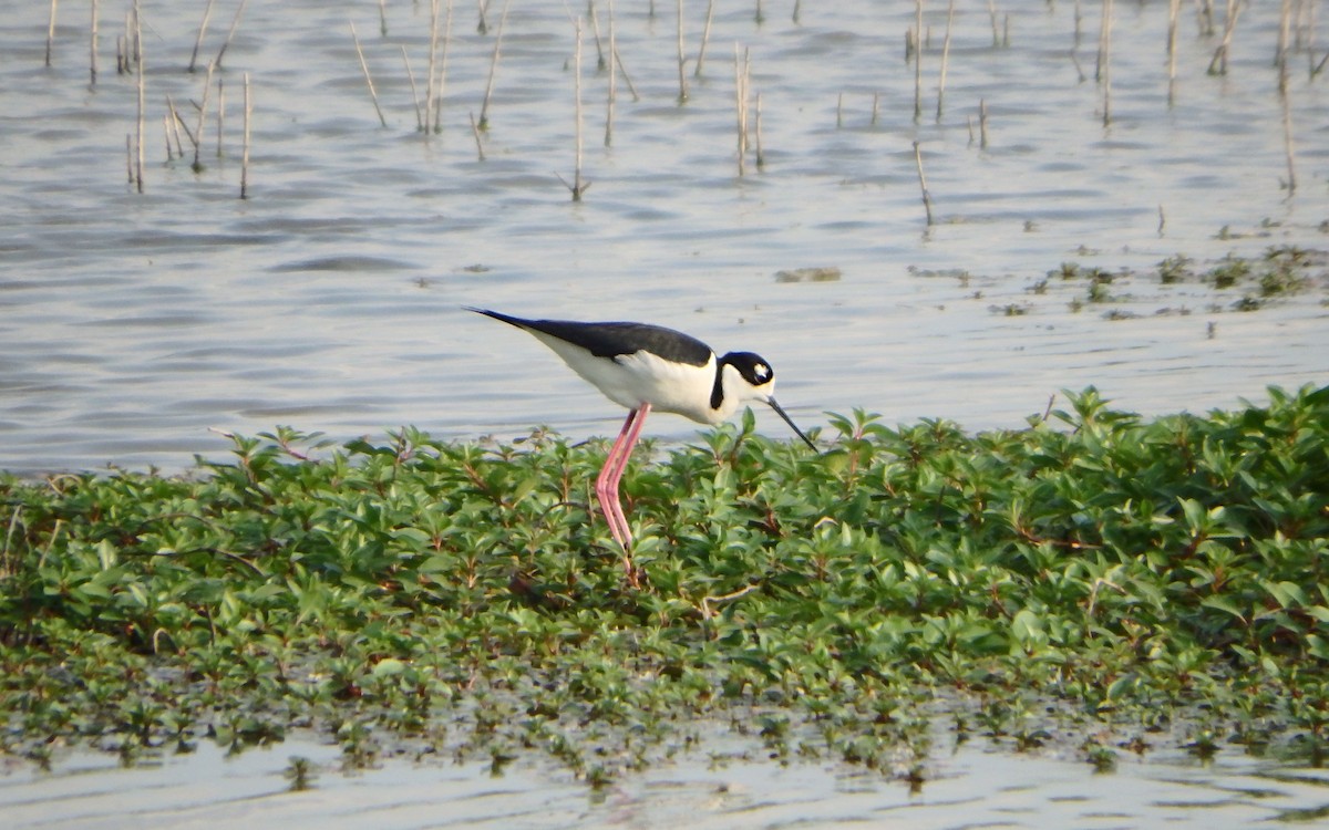 Американский ходулочник - ML647187076